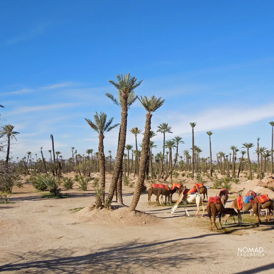 Top Camel Rides in Marrakech: Discover Sunset Excursions & Dinner ...