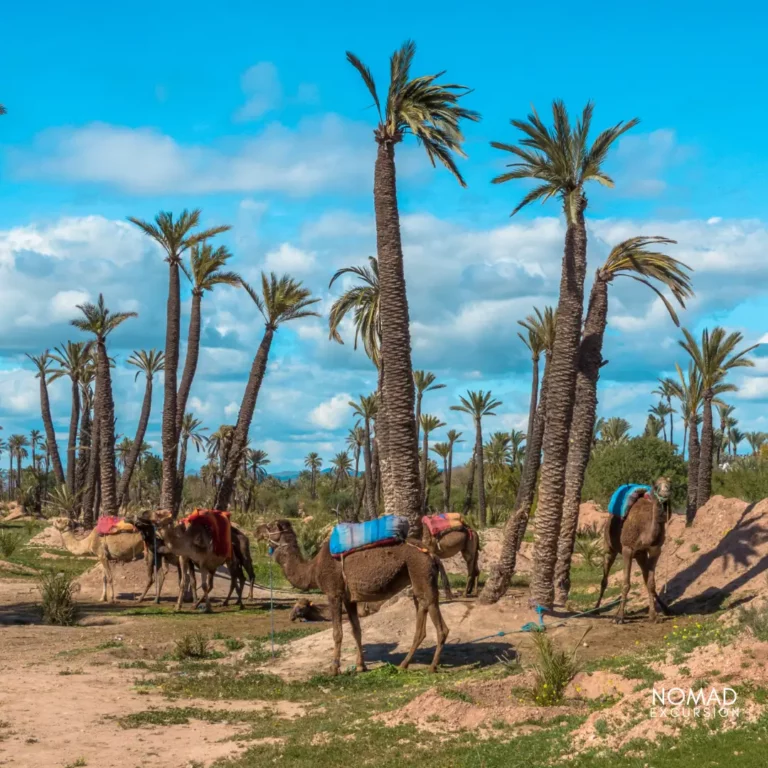 Camel Ride in Marrakech