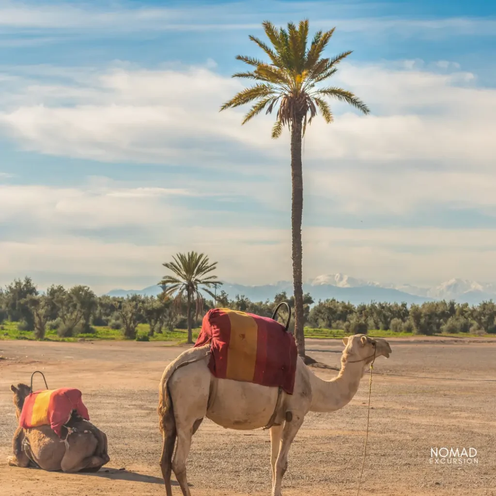 camel ride marrakech price